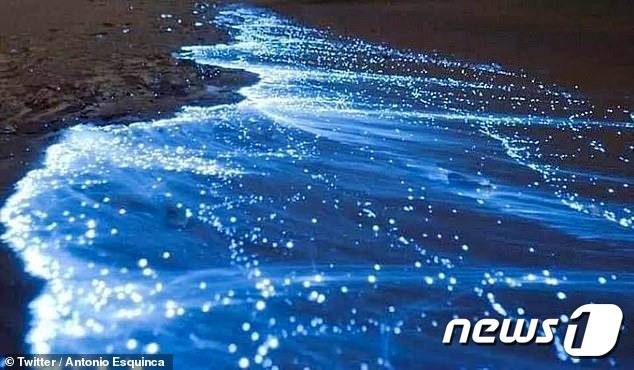 별이 쏟아진듯 파란 비취 물결이 이는 아카풀코해변 (안토니오 에스퀸카 트위터)© 뉴스1