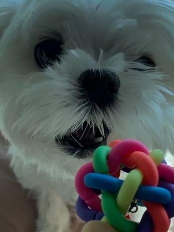 어흥, 무섭지. 똘이의 무시무시하게 귀여운 송곳니./사진=남형도 기자