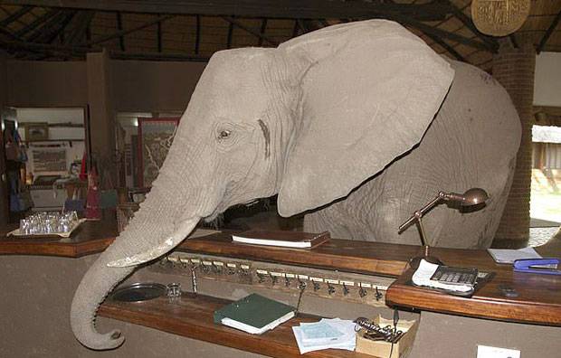 아프리카 잠비아의 한 호텔에 코끼리가 나타났다. 망고나무를 찾아온 코끼리는 호텔 로비를 어슬렁거리며 갖은 호기심을 드러냈다./사진=아프리카 잠비아 음푸웨롯지