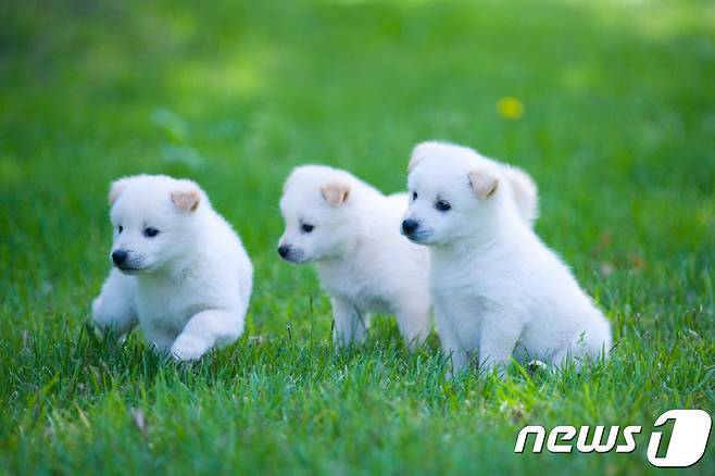어린 강아지들. 사진 이미지투데이 © News1