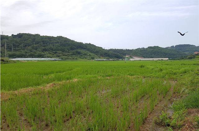 개구리의 주요 번식지인 논과 습지. 국립생물자원관