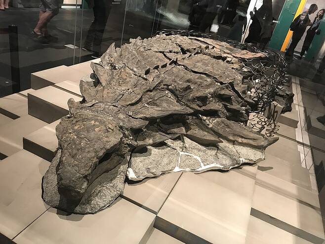 캐나다 로열 티렐 박물관에 전시된 노도사우루스 화석의 모습(사진=케라톱스유타)