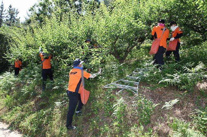 매실 농가 찾아 일손돕기를 하고 있는 소방공무원들. ©밀양소방서