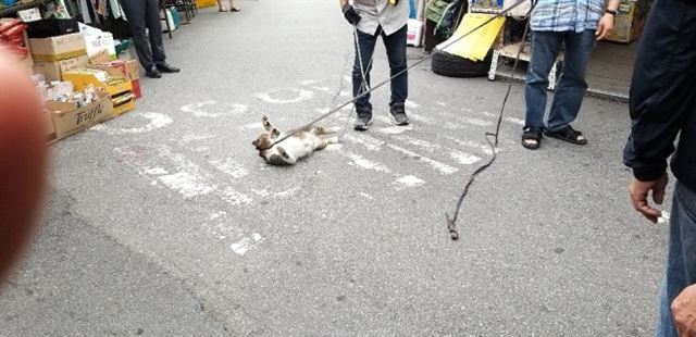 지난주 주말 서울 종로구 둉묘시장에서 한 상인이 길고양이를 줄에 묶어 밖으로 꺼내고 있다. 연합뉴스