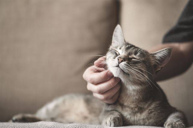 고양이. 게티이미지뱅크