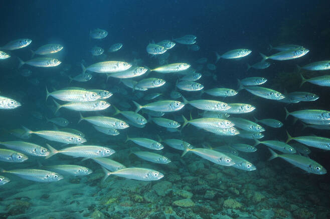 깊은 바다에서 헤엄치는 물고기 무리(사진=123rf.com)