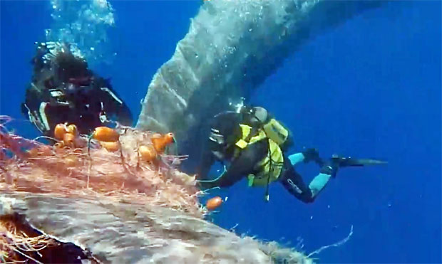 이탈리아 해안에서 그물에 뒤엉킨 고래가 해안경비대 도움으로 목숨을 건졌다./사진=이탈리아 해안경비대