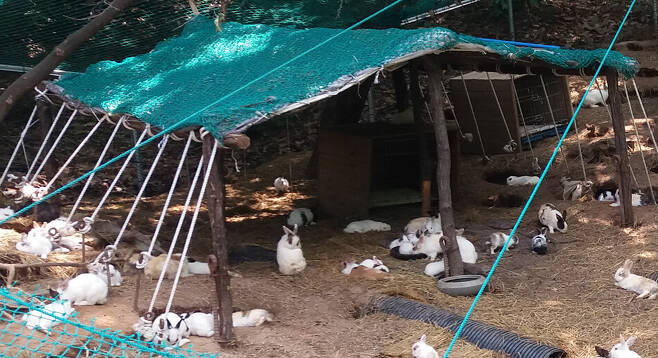 서울 동대문구 배봉산근린공원 내 토끼 사육장. 지난해 20마리였던 토끼들이 자체번식하며 개체수가 5배 이상 증가한 것으로 드러났다. 동물권단체 하이 제공