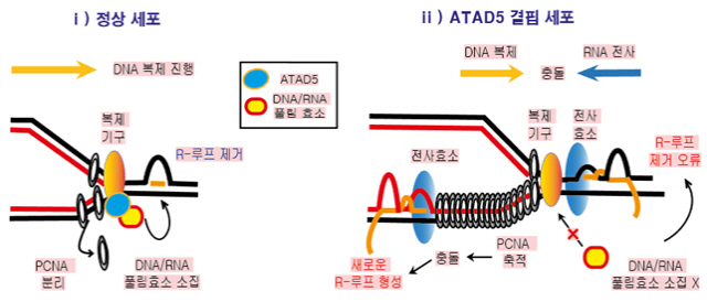 ‘ATAD5’ 단백질과 DNA 복제과정의 관계를 설명한 그림. ATAD5 단백질은 DNA복제과정에서 PCNA 단백질을 분리해내고, DNA/RNA 풀림효소를 끌어와서 ‘R-루프’를 제거함으로써 정상적인 세포분열을 돕는다. 반면 ATAD5 단백질이 결핍되면 DNA에 PCNA 단백질이 과다하게 쌓여 DNA복제와 RNA전사 과정의 충돌이 일어나 새로운 R-루프가 형성되며 이로써 제대로 복제-전사과정이 완료되지 않은 DNA가 복제돼 이상세포 증식을 유발한다 ./자료제공=IBS