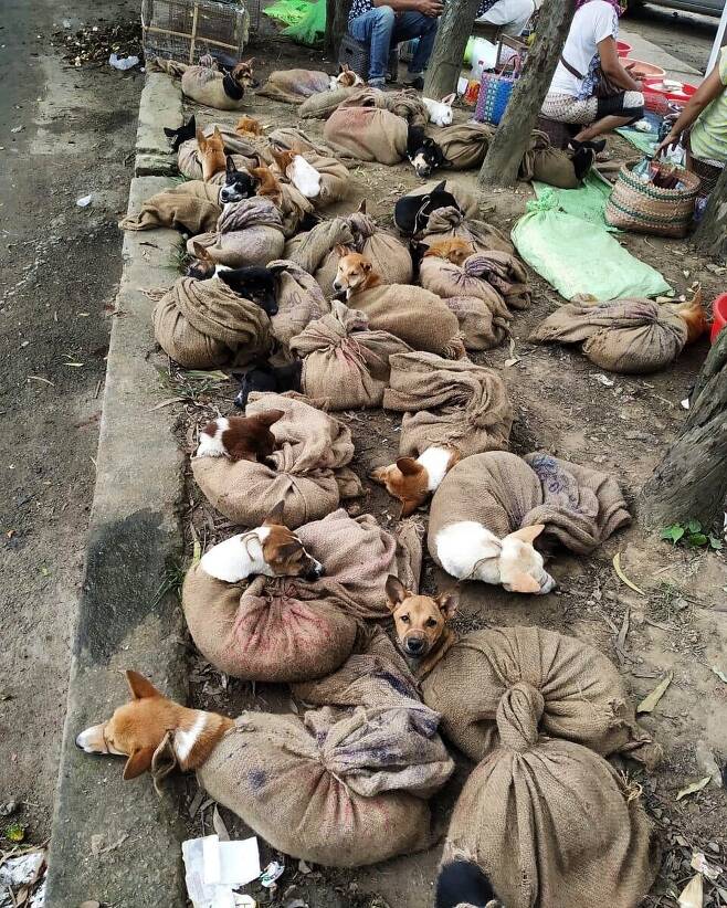 인도 북동부 나갈랜드 주의 디마푸르의 동물시장에서 촬영된 개들. 짖지 못하도록 입을 밧줄로 묶었다. 동물을 위한 사람들 제공