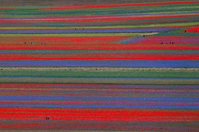 6일 이탈리아 중부 움브리아주 소도시 카스텔루치오의 광활한 대지에 화려한 꽃물결이 펼쳐져 있다. 카스텔루치오=로이터 연합뉴스