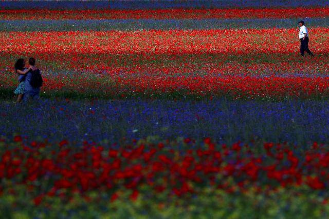 중부 움브리아주 소도시 카스텔루치오에서 6일 관광객들이 꽃밭을 방문하고 있다. 카스텔루치오=로이터 연합뉴스