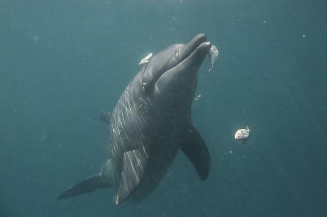살아있는 물고기 잡아먹는 돌고래 '로키' [돌핀프로젝트 홈페이지·재판매 및 DB 금지]