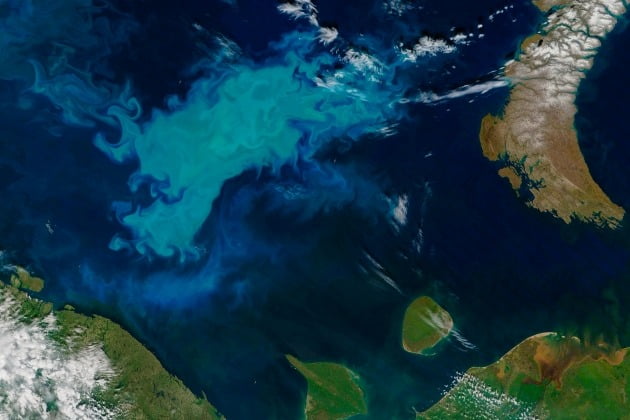 북극 베링해에 식물성 플랑크톤이 번성하면서 바다 색깔도 우윳빛으로 바뀌었다. 사진=NASA 제공