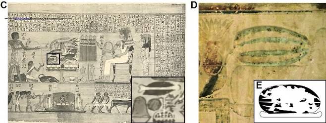 고대 이집트 벽화에는 수박이 등장해 인류가 늦어도 4000년 전에는 수박을 작물화해 과일로 먹었음을 시사한다. 실제 3500년 전 미라를 깔던 수박 잎의 게놈을 분석한 결과 오늘날 수박과 비슷한 맛과 색을 지녔다는 결과가 나왔다. 뮌헨대 제공
