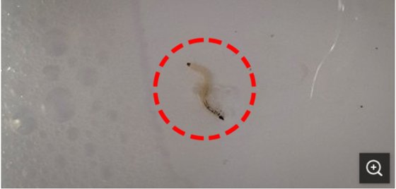 파주 운정신도시 한 아파트 세면대에서 발견된 유충. 사진 독자