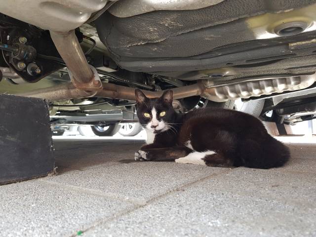 7월 초 서울시 모처 주차된 차량 밑에서 발견된 한 길고양이./방진혁 기자