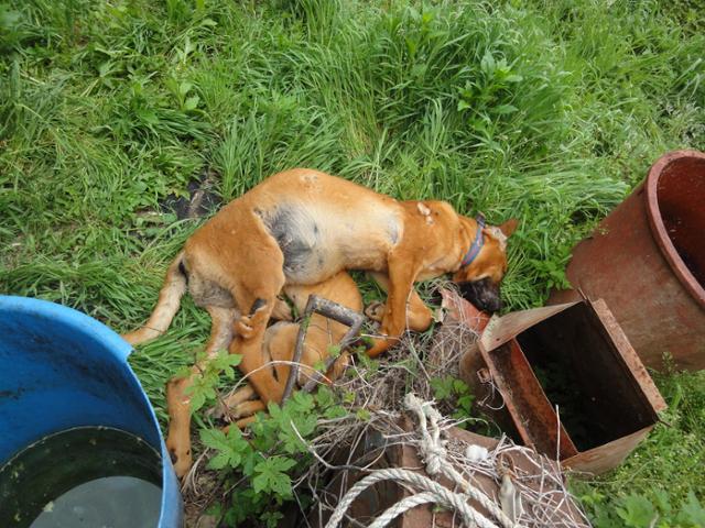 동물보호 활동가들이 2012년 울라의 고향인 경북 구미의 한 식용견 사육농장을 찾았을 때 굶어 죽은 개들의 사체가 여러 구 발견됐다. 동물자유연대 제공