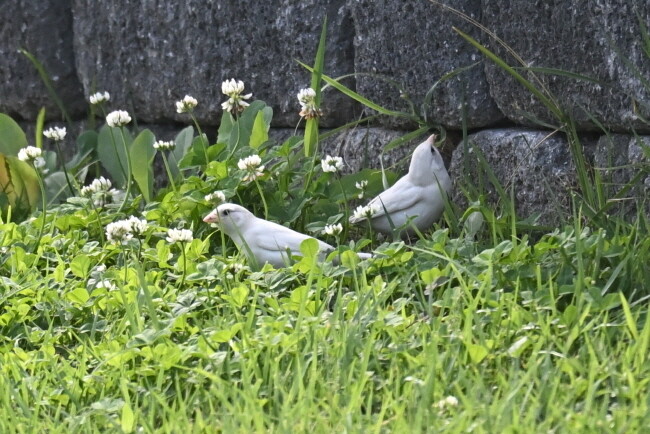흰 참새 두 마리가 한 자리에서 작은 곤충을 사냥하고 풀씨도 먹는다.