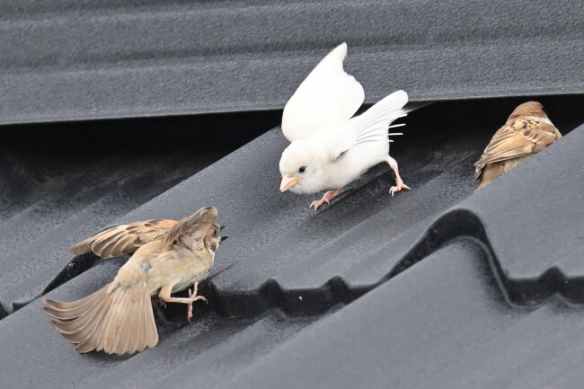 기와 틈새를 차지하기 위해 흰 참새가 접근하는 다른 참새를 가로막고 있다.