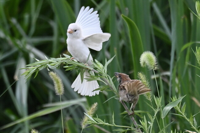 다른 참새가 앉아있는 풀 위로 흰 참새가 날아들자 참새가 경계하고 있다.