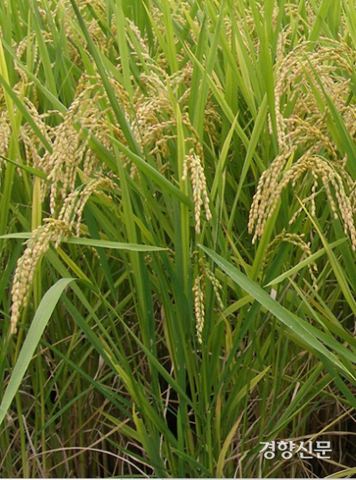 우리나라에서 개발된 최고 품질 쌀 ‘해들’ 농촌진흥청 제공