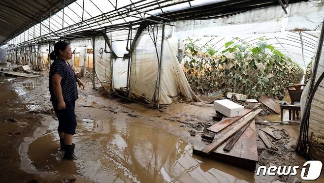 4일 충남 천안시 수신면 장산리에서 어제 내린 폭우로 인해 비닐하우스 침수 피해를 입은 농민이 수해를 입은 농작물을 바라보고 있다. /사진=뉴스1