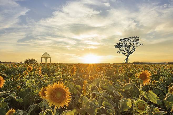 제주 신화가든의 해바라기 꽃밭. 봄에는 유채꽃, 가을엔 코스모스, 지금은 해바라기다.