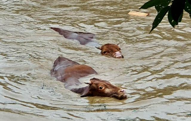 8일 전남 구례지역에 내린 폭우로 침수된 축사를 탈출한 소떼가 흙탕물 속을 헤엄치며 빠져나오고 있다. 독자 제공