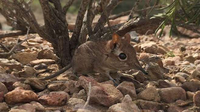 ‘소말리 코끼리땃쥐’