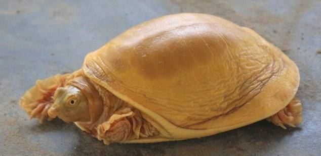 네팔에서 발견된 상자 자라 종의 ‘황금 거북’