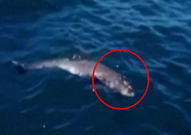 어미의 애절한 보살핌에도 불구하고 결국 기름 범벅된 바다에서 목숨을 잃은 새끼 돌고래의 모습