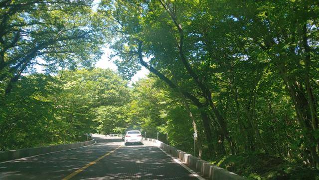 울창한 나무가 양 옆으로 쭉 뻗어 있어 숲의 터널을 연상케 하는 5ㆍ16도로의 아름다운 모습. 손호철 교수 제공