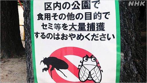'매미를 잡지 말라'는 내용의 안내문. 도쿄 등 수도권 일부 공원에 유사한 내용의 안내판이 붙었던 것으로 전해졌다. NHK