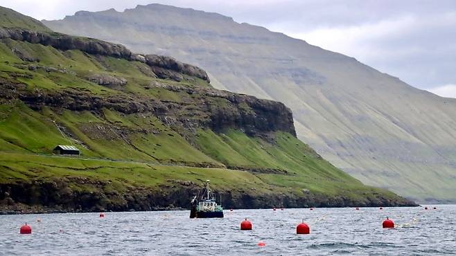 페로스제도의 차가운 바닷물은 미역 재배에 최적이다