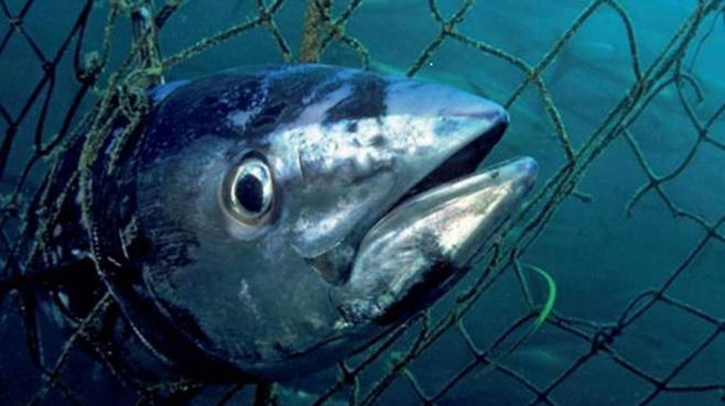 육지뿐만 아니라 바다에서도 어류의 개체수가 남획 때문에 급감하고 있다.