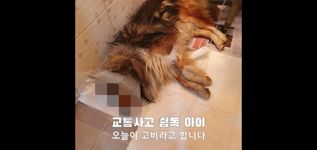 “로드킬 당할 뻔한 이 아이, 치료비 좀 도와주세요” 지난 10일, 다친 개가 고비를 맞고 있다는 내용의 SNS 게시글