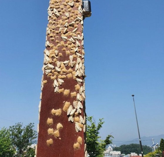 지난 6월 23일 충북 제천시의 한 시민공원 철제 기둥에 달라붙은 매미나방과 매미나방이 낳은 알집. [제천시 제공]