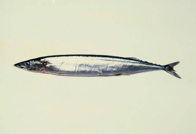 꽁치 ©게티이미지뱅크