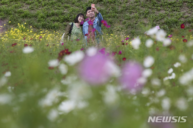 [도쿄=AP/뉴시스]22일 일본 도쿄 남쪽 요코스카에 있는 쿠리하마 꽃 공원에서 연인들이 만개한 코스모스 들판을 산책하면서 셀카를 찍고 있다. 현지 관계자는 약 100만 송이의 코스모스가 만개했다고 밝혔다. 2020.09.22.