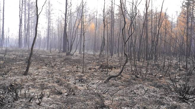 지난달 불에 완전히 타버려 잿빛 폐허로 변해버린 러시아 사하공화국의 빌류이스키 숲. 화재 직전 울창했던 숲에선 더이상 생명의 움직임이 보이지 않는다. 사진 sreda studio