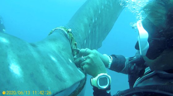 2020년 6월 태국 고타오섬 인근에서 꼬리에 밧줄이 묶인 고래상어가 발견됐다. 해양과학자들이 고래상어를 풀어주기 위해 밧줄을 자르고 있다. [사라콘 포카프라칸=로이터]