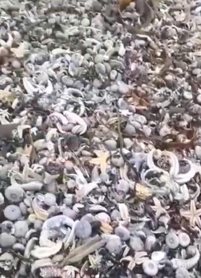 최근 러시아 해변에 나타난 죽은 해양생물의 사체. [현지 주민 SNS 캡처. 재배포 및 DB화 금지]