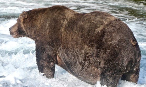 알래스카에 서식하는 거대 곰. '빅 게임 헌팅' 사냥꾼들이 노리는 사냥감 중 하나다. [로이터=연합뉴스]