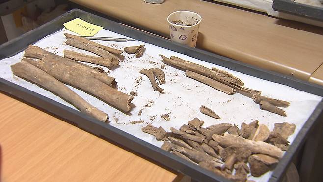 대전 산내 골령골에서 발견된 유골들.