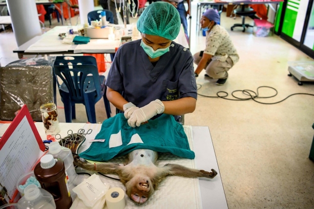 중성화 수술을 받는 태국 원숭이 (사진=AFP 연합뉴스)