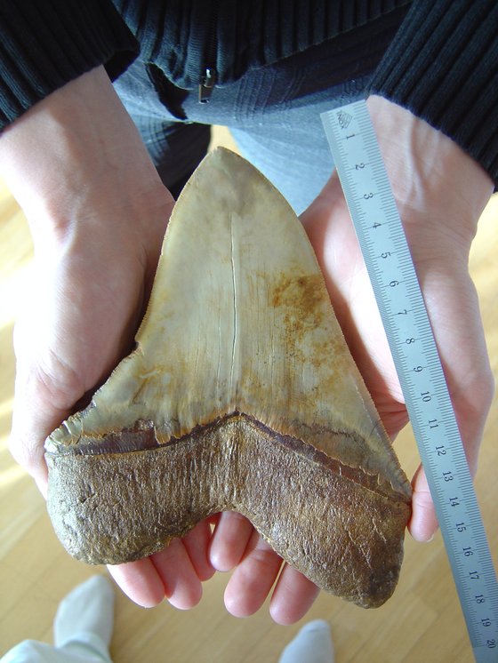 메갈로돈 이빨 화석. Wikimedia/Lonfat