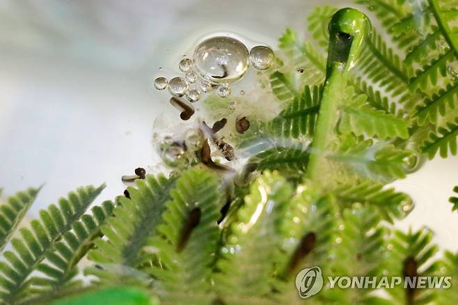 칠레 로아 물개구리 올챙이들 [PARQUEMET/AFP=연합뉴스. 재판매 및 DB 금지]