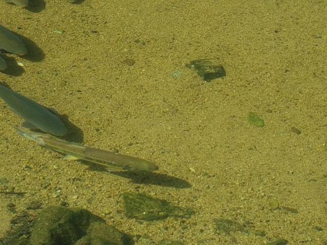 연어(맨 앞)로 보이는 어류가 온천천에서 유영하고 있다.