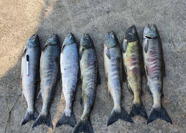 최근 낙동강 하구서 잡힌 연어 (부산=연합뉴스)